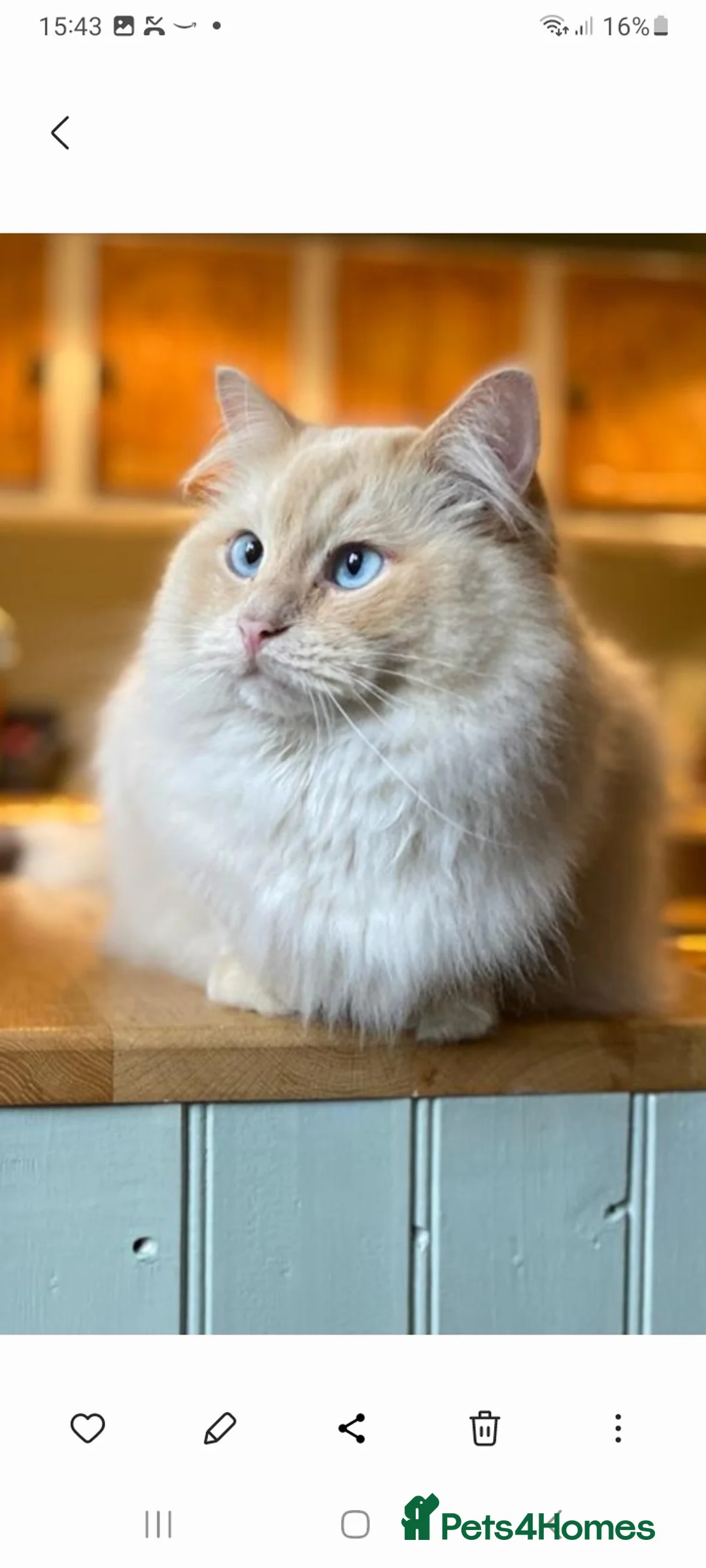 Ragdoll cats for sale: A young gentleman ragdoll - Advert 1