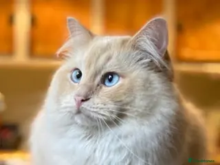 Ragdoll cats A young gentleman ragdoll - Advert 1