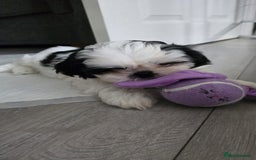 Shih Tzu dogs for sale: Last two puppies from liter 🐶🐶 - Image 25