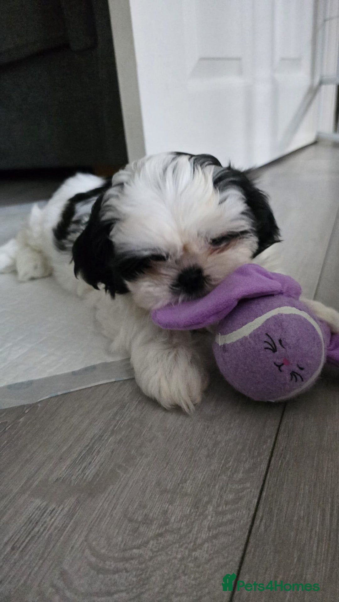 Shih Tzu dogs for sale: Last two puppies from liter 🐶🐶 - Image 25