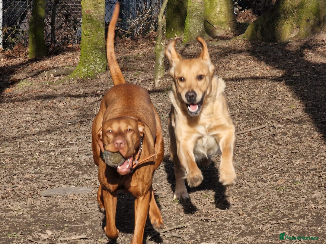 Hungarian Vizsla dogs for sale: KC Hungarian Vizsla puppy - Advert 2