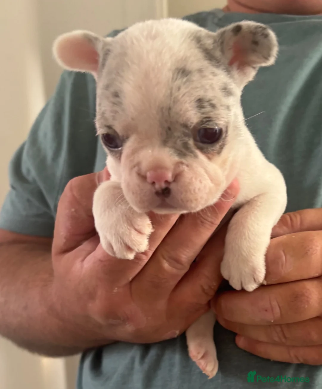 French Bulldog dogs for sale: Stunning KC Reg Pied French Bulldogs  - Advert 2