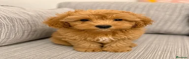 Schnoodle Puppy 5