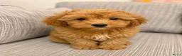 Schnoodle dogs for sale: **Last 1** Beautiful Schnoodle Pups  - Advert 24