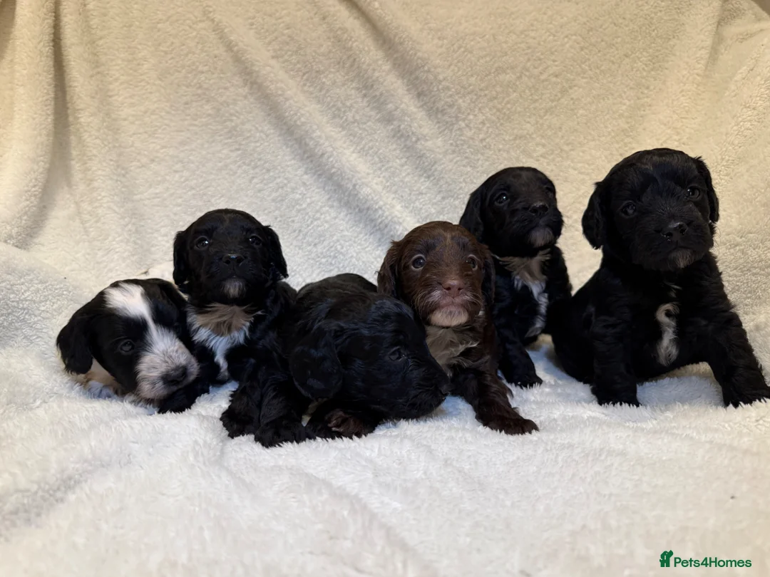 Cockapoo dogs for sale: F1 Cockapoo puppies  - Advert 1