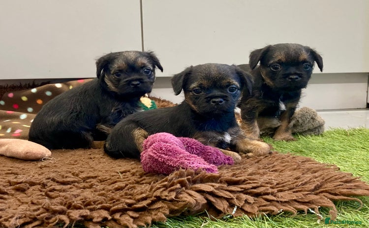 Border Terrier dogs - Advert 2