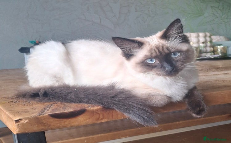 Ragdoll cats - Advert 9