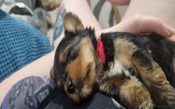 Yorkshire Terrier dogs for sale: Yorkshire Puppies for Sale  - Image 10