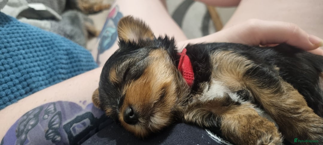 Yorkshire Terrier dogs for sale: Yorkshire Puppies for Sale  - Image 10