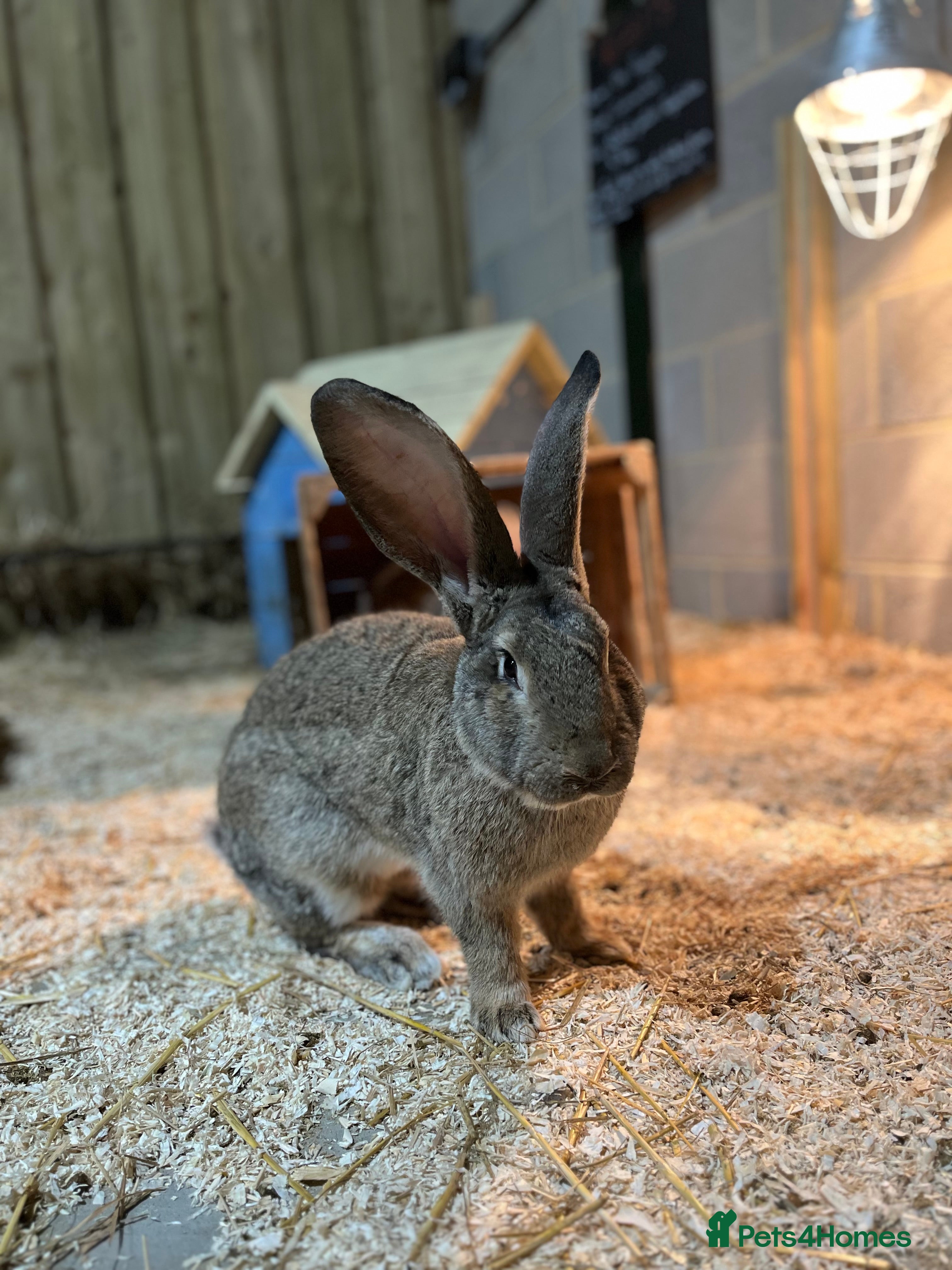 Continental Giant rabbits 3x 8 month continental giants - fully vaccinated - Advert 5