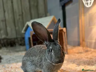 Continental Giant rabbits 3x 8 month continental giants - fully vaccinated - Advert 10