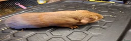 Guinea Pig rodents for sale: Male and female baby guinea pigs for sale - Advert 12