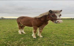 Welsh Section A horses for sale: Tame Gelding etm 11.2hh Kids Lead Rein Riding Pony - Advert 11