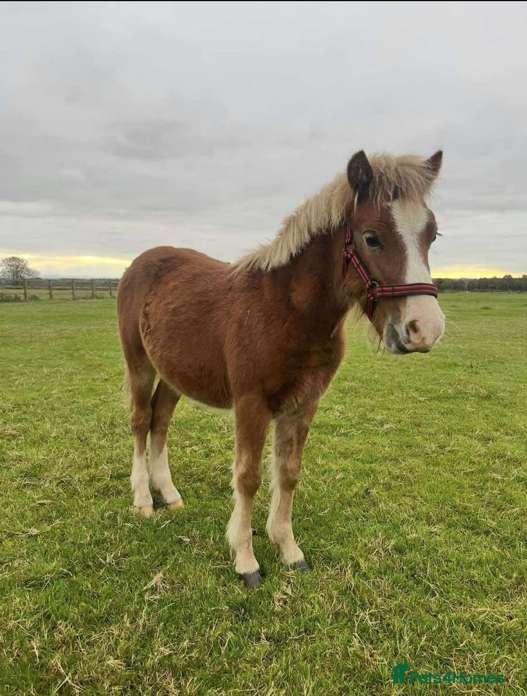 Welsh Section A horses for sale: Tame Gelding etm 11.2hh Kids Lead Rein Riding Pony - Advert 11