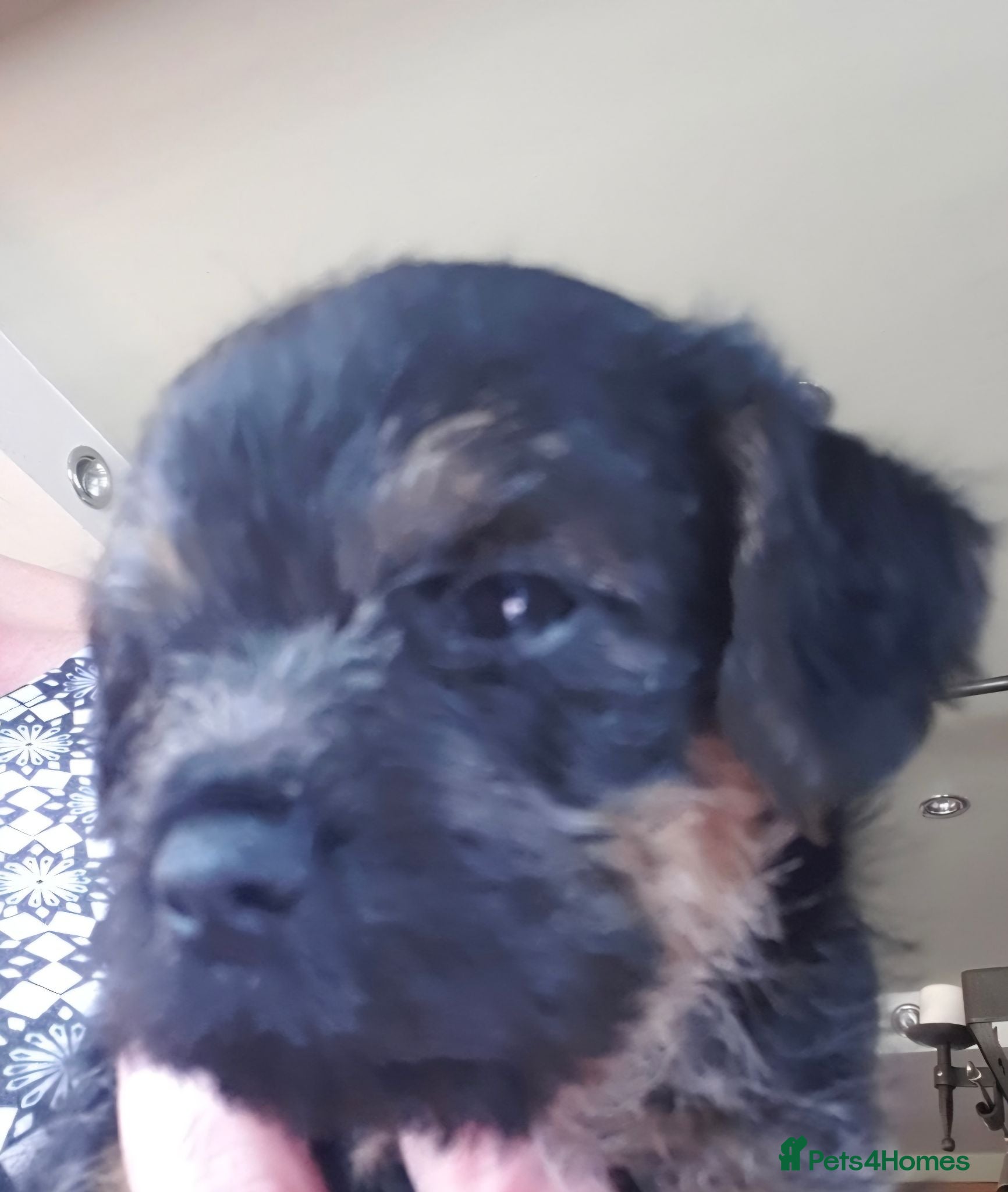 Border Terrier dogs Exceptional quality summer puppies.  - Advert 1