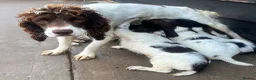 English Springer Spaniel dogs for sale: KC Registered Springer Spaniel Pups - Advert 4