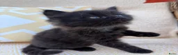 Mixed Breed cats for sale: Long haired kittens for sale  - Advert 12