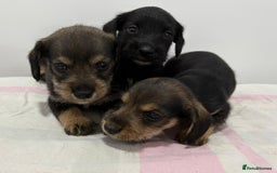 Mixed Breed dogs for sale: READY 1 WEEK SCHNOXIES (MINI DAXI X MINISCHNAUZER) - Image 2