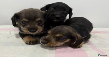 Mixed Breed dogs - Advert 4