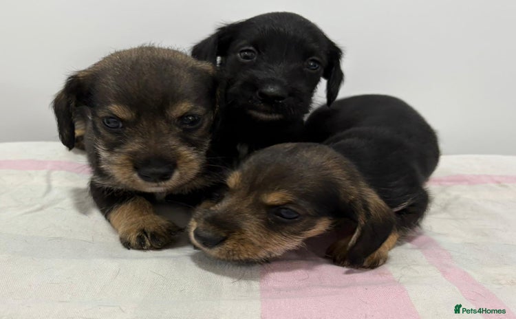 Mixed Breed dogs - Advert 2