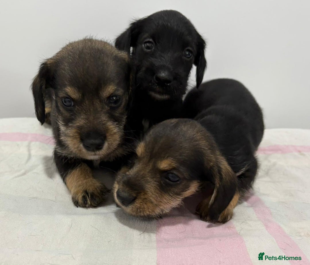 Mixed Breed dogs for sale: READY 1 WEEK SCHNOXIES (MINI DAXI X MINISCHNAUZER) - Image 2