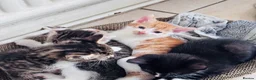 Mixed Breed cats for sale: Mixed tabby kittens  - Advert 3