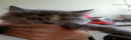 Mixed Breed cats for sale: Two beautiful kittens  - Advert 7
