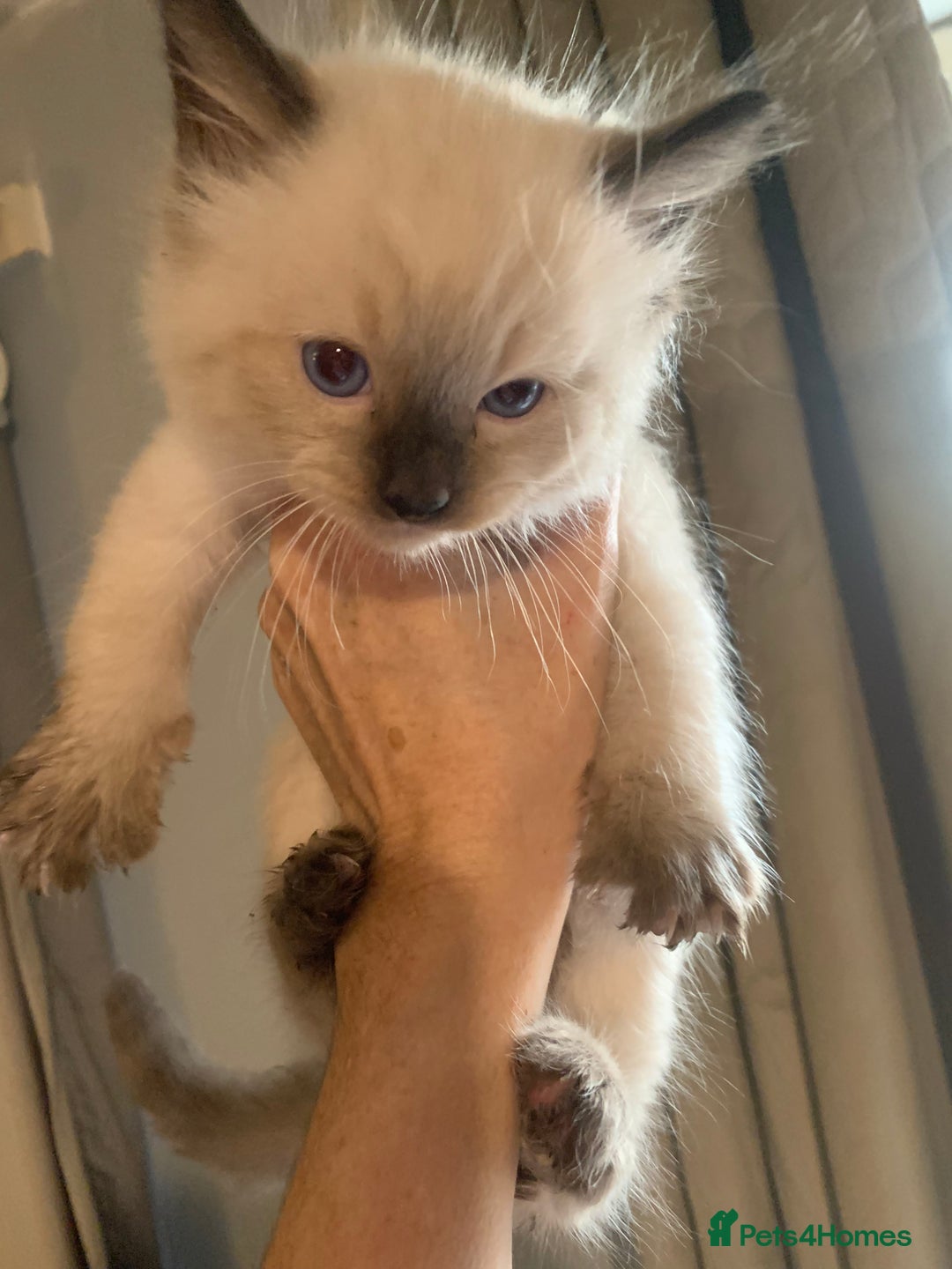 Ragdoll cats for sale: 3 fluff balls left  - Image 4