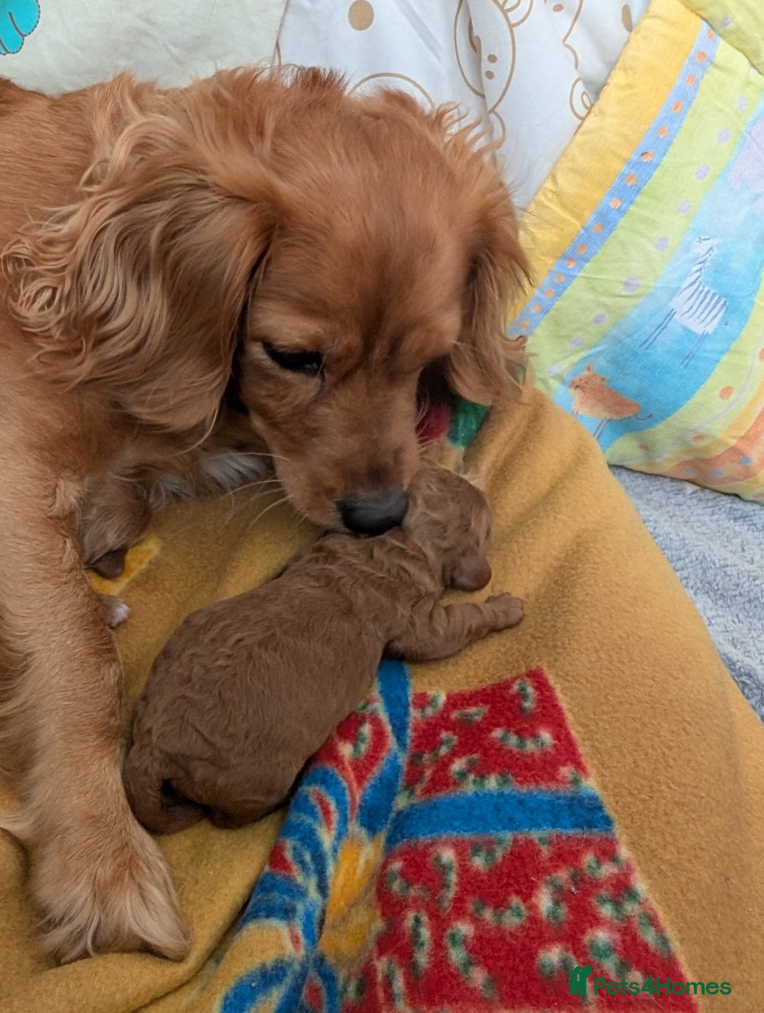 Cavapoo dogs for sale: F1B Deep Fox Red Puppies - Advert 14