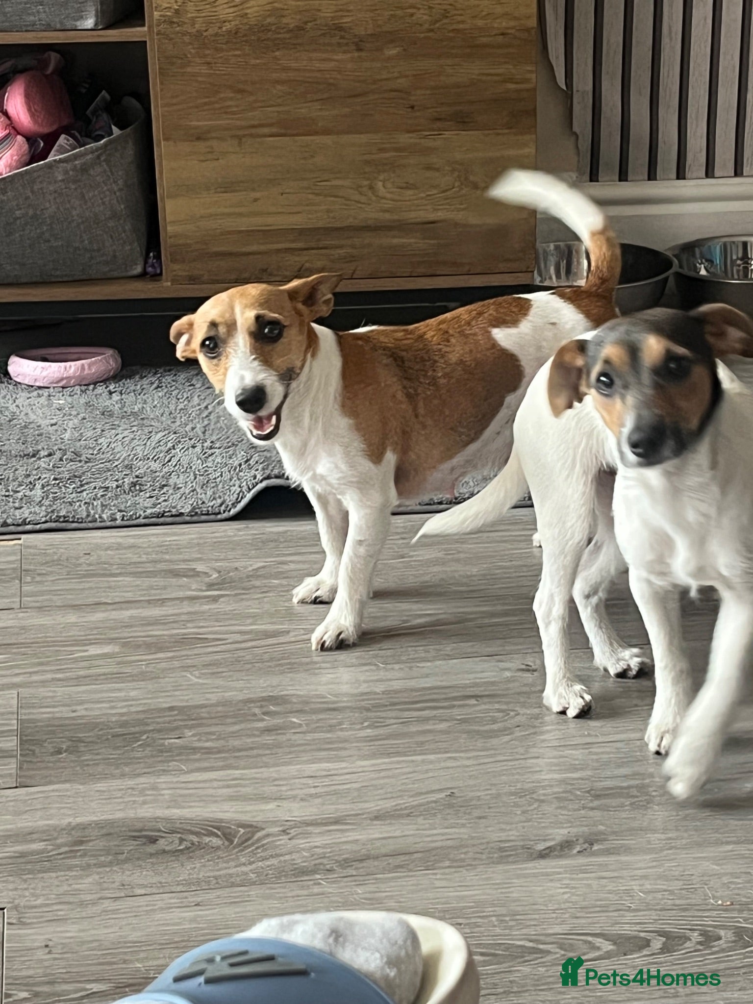 Jack Russell dogs 2 left!!! Jackrussle puppies   - Advert 2