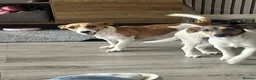 Jack Russell dogs for sale: 2 left!!! Jackrussle puppies   - Advert 2
