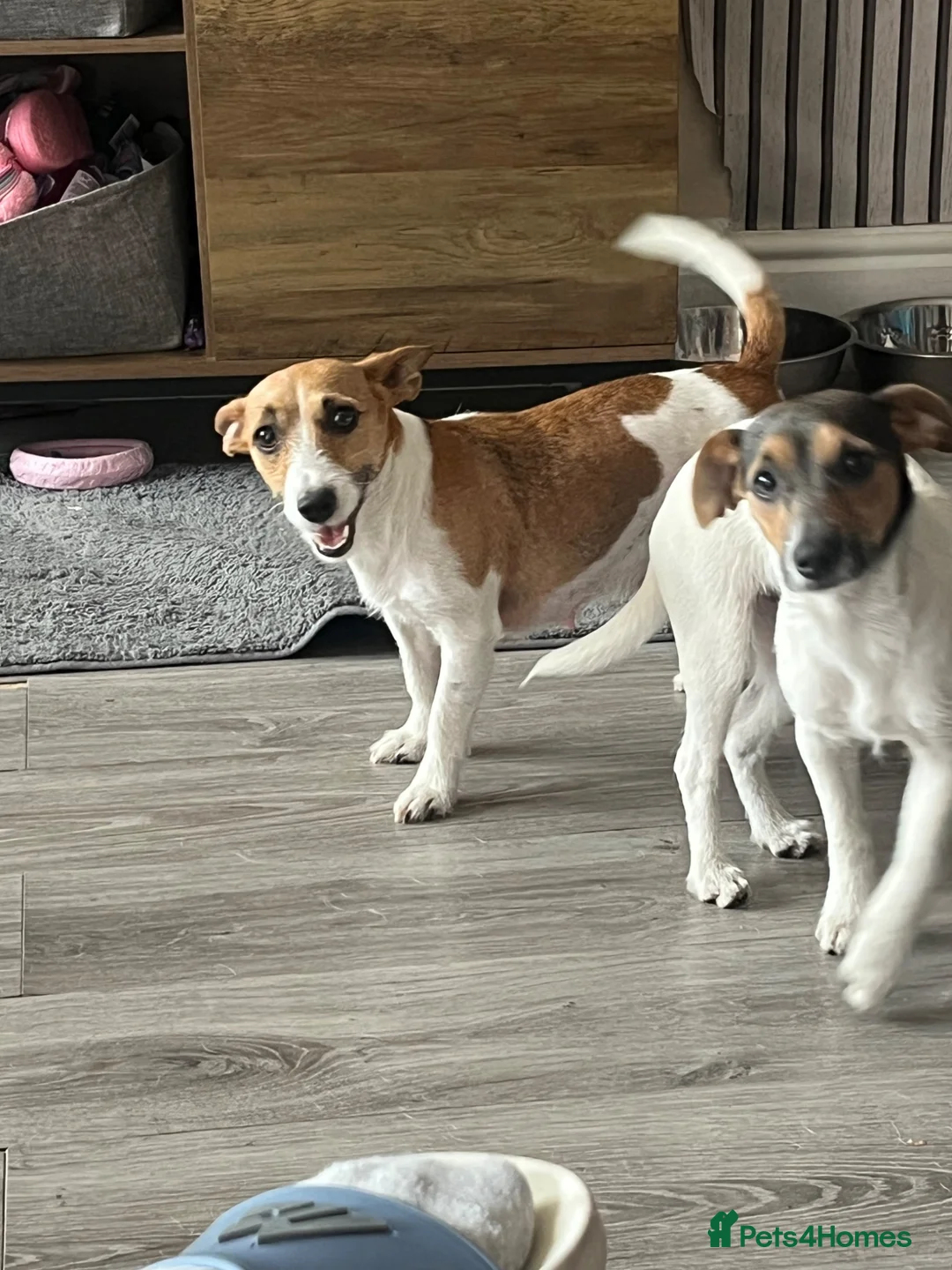 Jack Russell dogs for sale: 2 left!!! Jackrussle puppies   - Advert 2