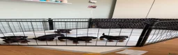 Miniature Dachshund dogs for sale: Miniature dachshund   in Colwyn Bay - Advert 4