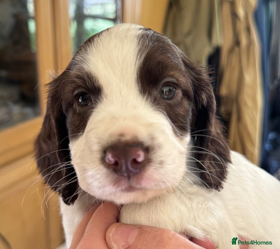 Cocker Spaniel dogs for sale: Beautiful working cocker spaniels 3 of each sex - Image 6