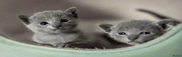 Russian Blue cats for sale: Pedigree TICA reg. Russian Blue Kittens  - Advert 3