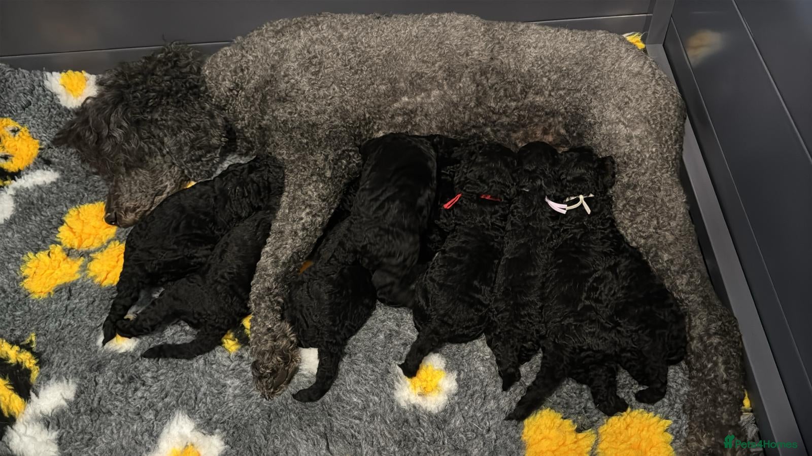 Standard Poodle dogs KC STANDARD POODLES  - Advert 3