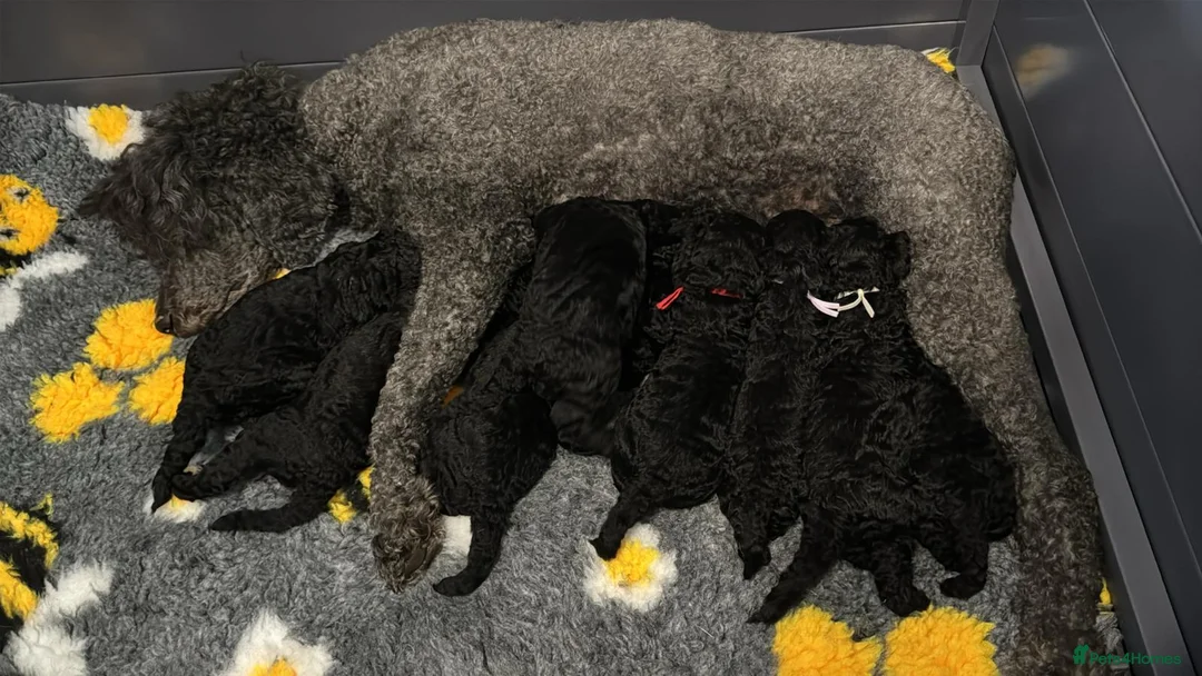 Standard Poodle dogs for sale: KC STANDARD POODLES  - Advert 1