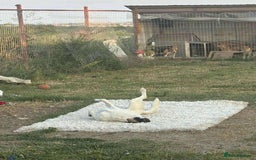 Mixed Breed dogs for adoption: 🐾 Say hello to Sky  - Advert 3