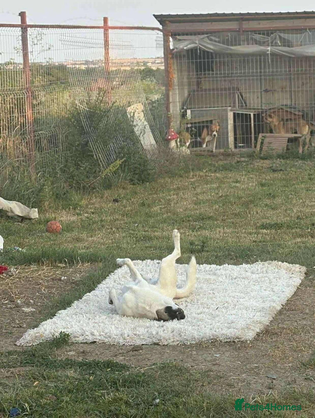 Mixed Breed dogs for adoption: 🐾 Say hello to Sky  - Advert 3