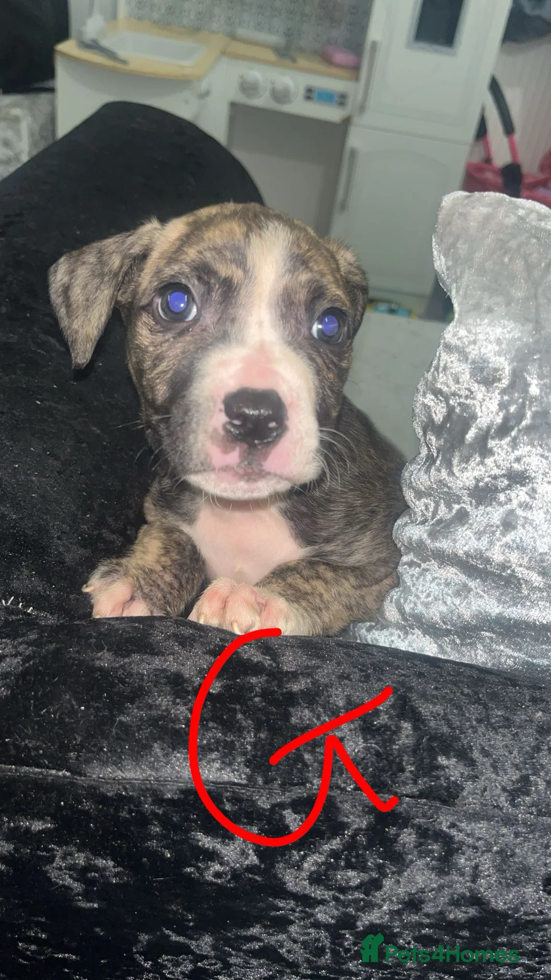 Mixed Breed dogs for sale:  Chunky Staffy x Cane Corso Puppies  - Advert 5