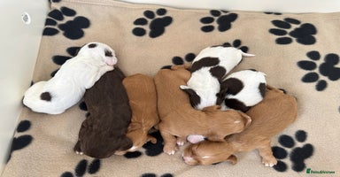 Cocker Spaniel dogs - Advert 13