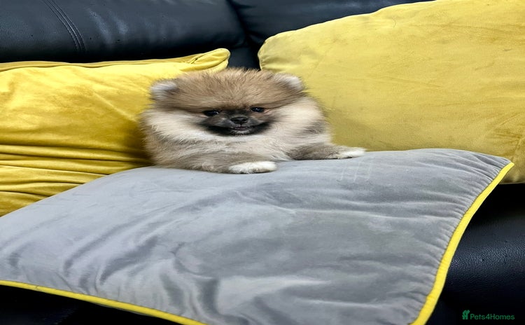 Pomeranian dogs - Advert 1
