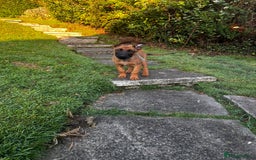 Belgian Shepherd Dog dogs for sale: belgian malinois Pup ready to go - Image 9