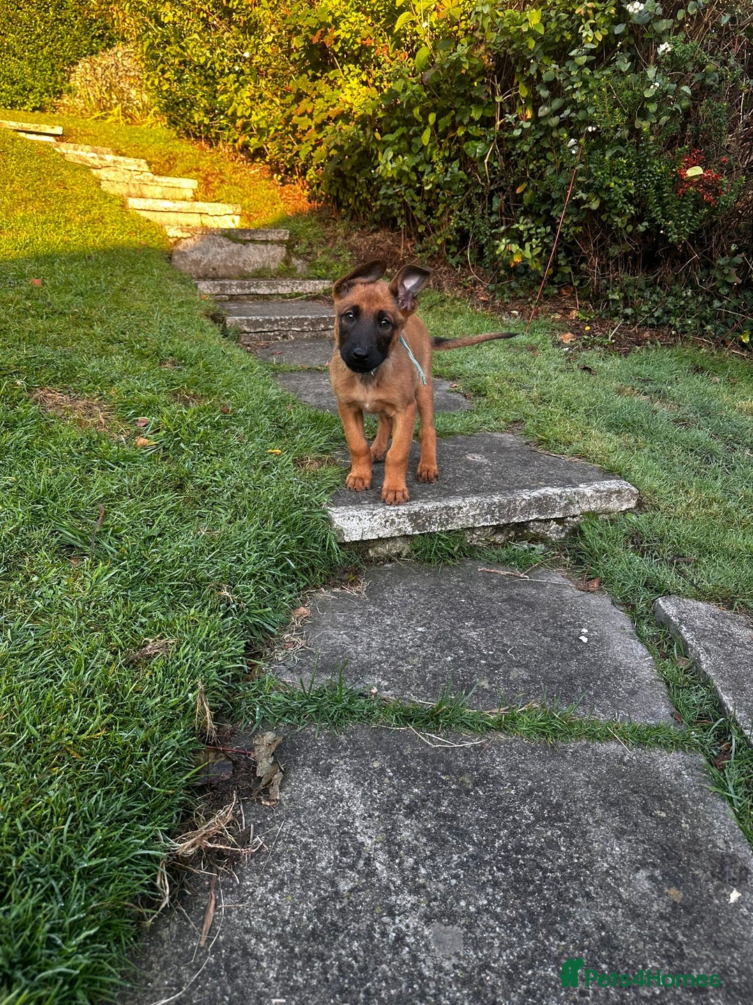 Belgian Shepherd Dog dogs for sale: belgian malinois Pup ready to go - Image 9