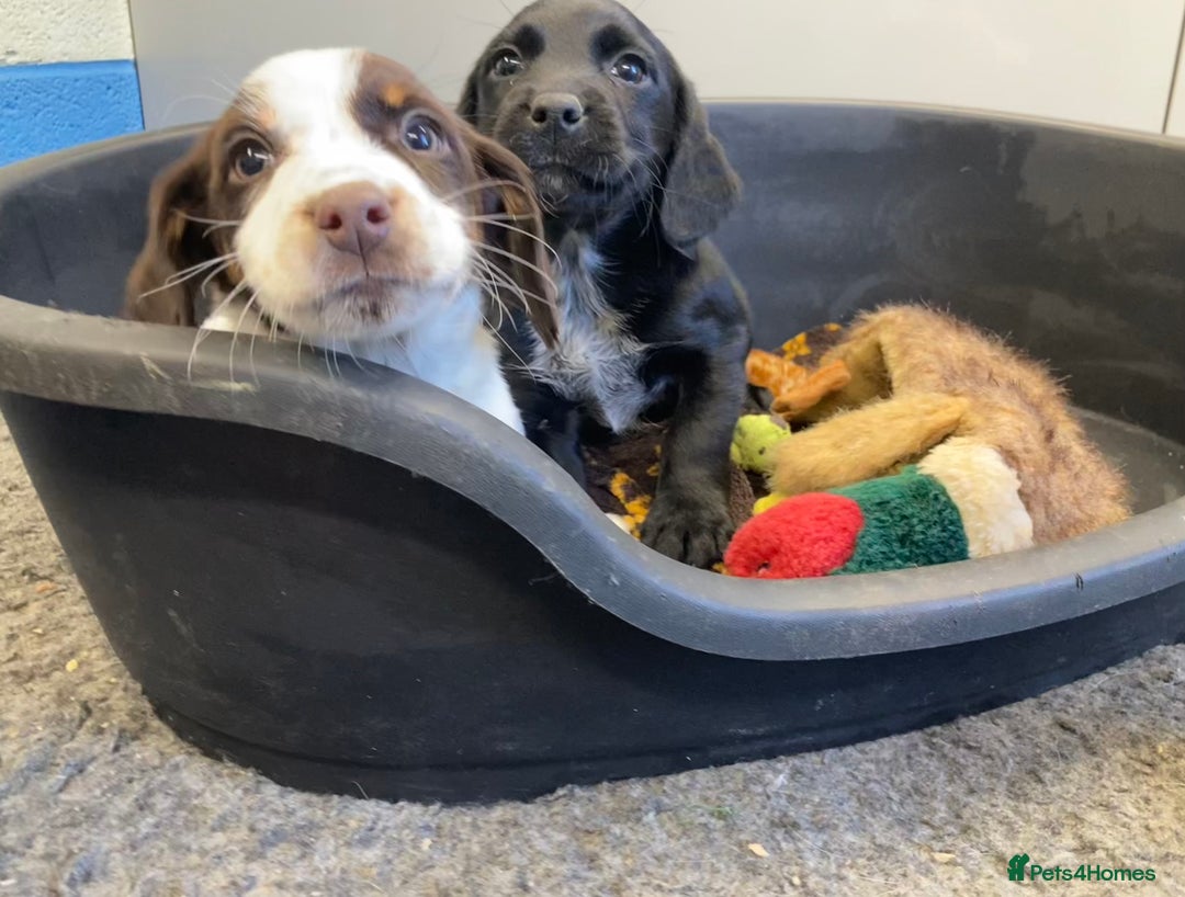 Sprocker dogs for sale: Sprocker Spaniel puppies - Advert 9
