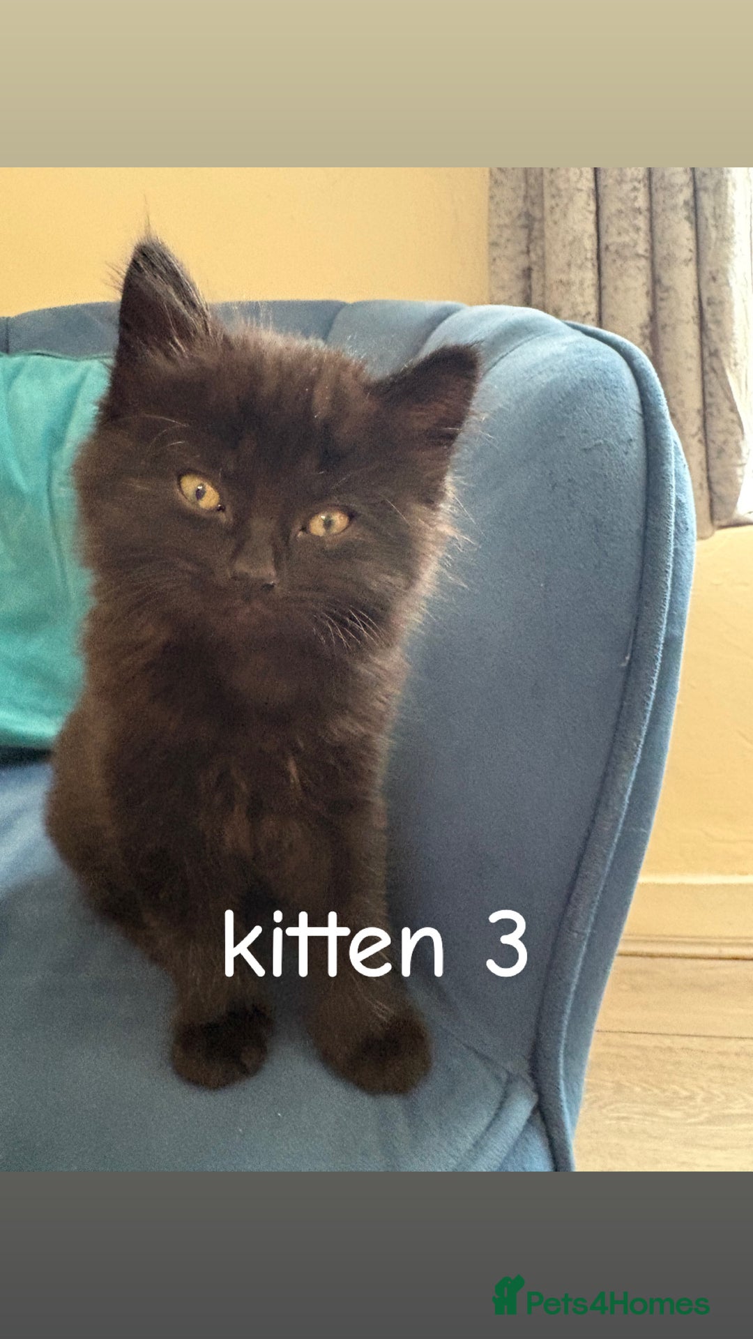 British Shorthair cats for sale: 2 British shorthair 1 British longhair kittens - Image 6
