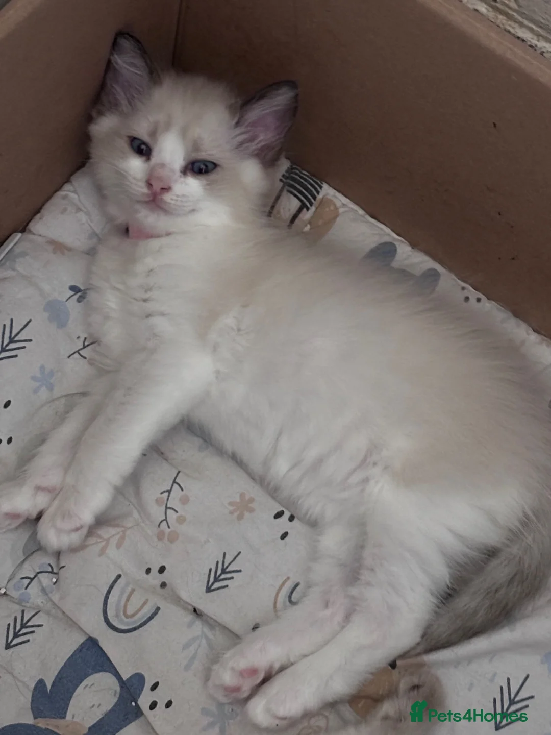 Ragdoll cats for sale: Beautiful ragdoll babies  - Advert 2