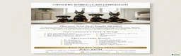 Dobermann dogs for sale: CHESHIRE WORLD CLASS DOBERMAN PUPPY in Winsford - Advert 1