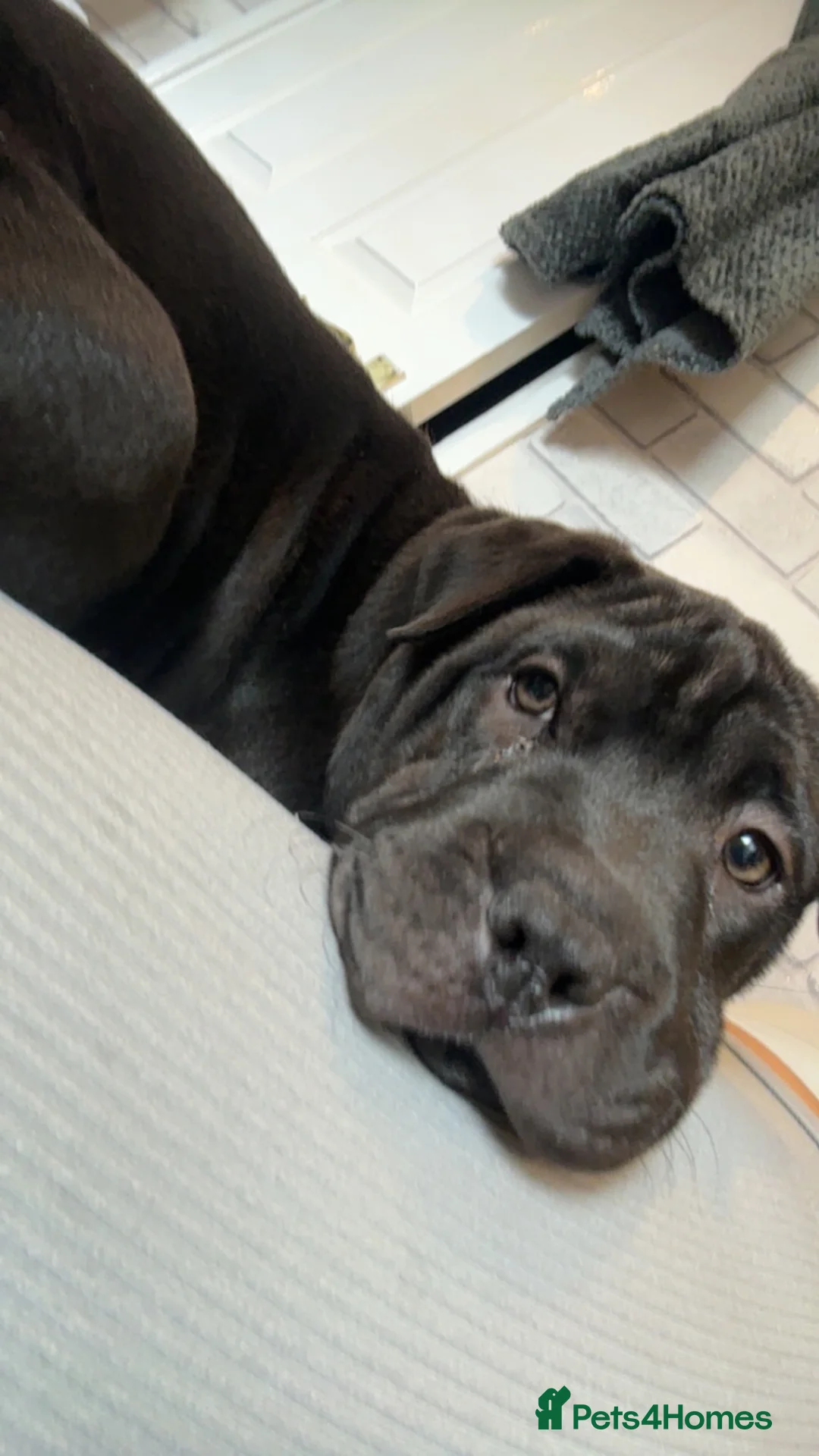 Shar Pei dogs for sale: Karma - Advert 2