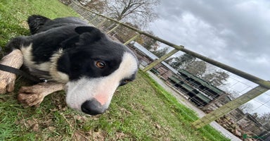 Border Collie dogs - Advert 1